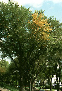 picture of Elm
