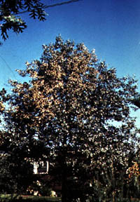 picture of Oak