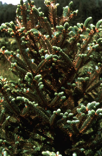 picture of Spruce with mite infestation
