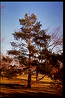 picture of Scotch Pine