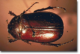 Figure 2. June Beetle