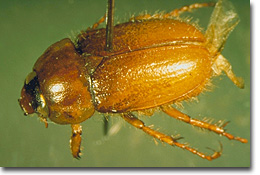 Figure 3. Annual white grubs or masked chafers