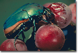 Figure 5.  Green June Beetle