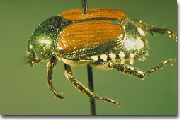 Figure 6. Japanese Beetle