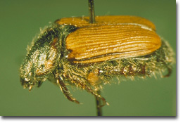 Figure 7. False Japanese Beetle