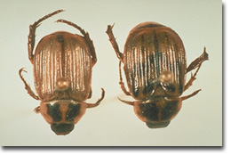 Figure 8.  Oriental Beetle