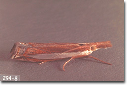 Figure 10. Sod webworm adult