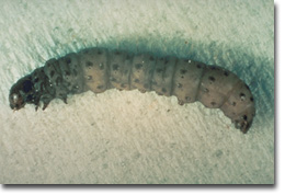 Figure 11. Sod webworm larvae