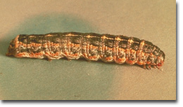 Figure 12. Variegated cutworm