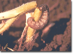 Figure 13. Black cutworm