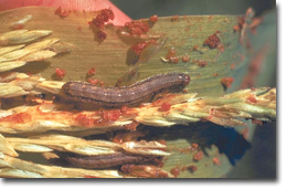 Figure 15. Armyworm