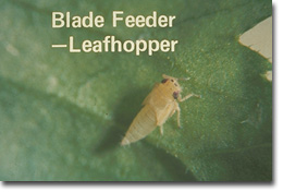 Figure 16. Leafhopper