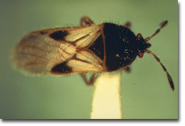 Figure 18. Chinch Bug