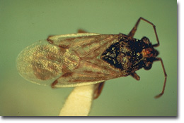 Figure 19. False Chinch Bug