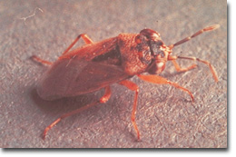 Figure 20. Big-eyed Bug
