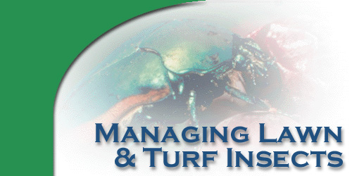 Managing Lawn and Turf Insects