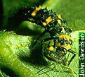 Ladybird beetle larva eating an aphid