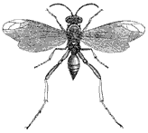 adult wasp