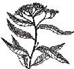 ironweed