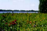 Natural Vegetation with a Lake in the Background
