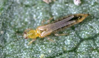 Critters Down Under: Thrips