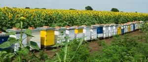 Beehive in sunflower field