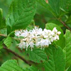 Clethra alnifolia (coastal sweetpepperbush or summersweet) (c) Karan A. Rawlins, University of Georgia, Bugwood.org