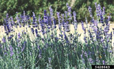 Lavandula angustifolia (English lavender) (c) Karan A. Rawlins, University of Georgia, Bugwood.org