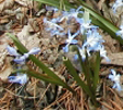 Scilla siberica (Siberian squill) (c) The Dow Gardens Archive, Dow Gardens, Bugwood.org