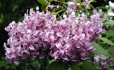Syringa x persica (Persian lilac) (c) The Dow Gardens Archive, Dow Gardens, Bugwood.org
