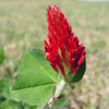 Trifoliumin incarnatum (crimson clover) (c) Wendy VanDyk Evans, Bugwood.org