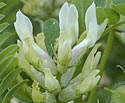 Astragalus cicer (cicer or chickpea milkvetch) (c) K. Chayka, MinnesotaWildflowers.info 