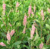 Clethra alnifolia 'Ruby Spice' (pink summersweet) (c) Natural Landscapes Nursery