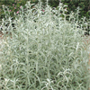 Artemisia ludoviciana (prairie sage) (c) Prairie Moon Nursery