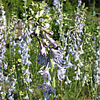 Delphinium carolinianum (wild blue larkspur) (c) Prairie Moon Nursery