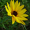 Helianthus pauciflorus (showy sunflower) (c) Prairie Moon Nursery