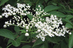 Sambucus canadensis (elderberry) (c) Prairie Moon Nursery