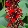 Lobelia cardinalis (cardinal flower) (c) North Creek Nurseries