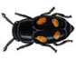 Nitidulid Beetle