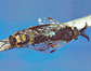Introduced Pine Sawflies