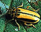 Introduced Elm Leaf Beetle